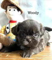 Woody, a male Shih Tzu for sale in Tarboro, NC – 2 of 3