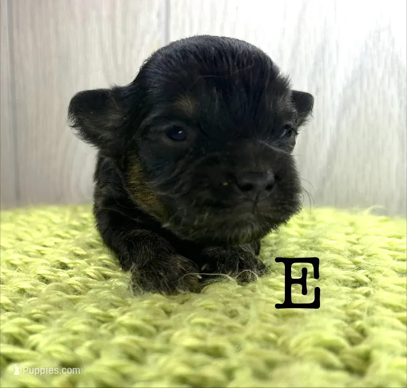 E – Chihuahua, Poodle - Toy  puppy for sale in Tarboro, NC