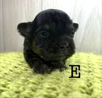 E, a male Chihuahua and Poodle - Toy  for sale in Tarboro, NC – 1 of 1