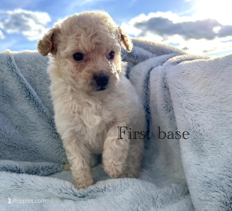 First base – Poodle - Toy  puppy for sale in Tarboro, NC