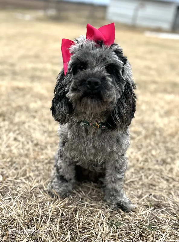 Sterlyn – Cockapoo puppy for sale in Tarboro, NC