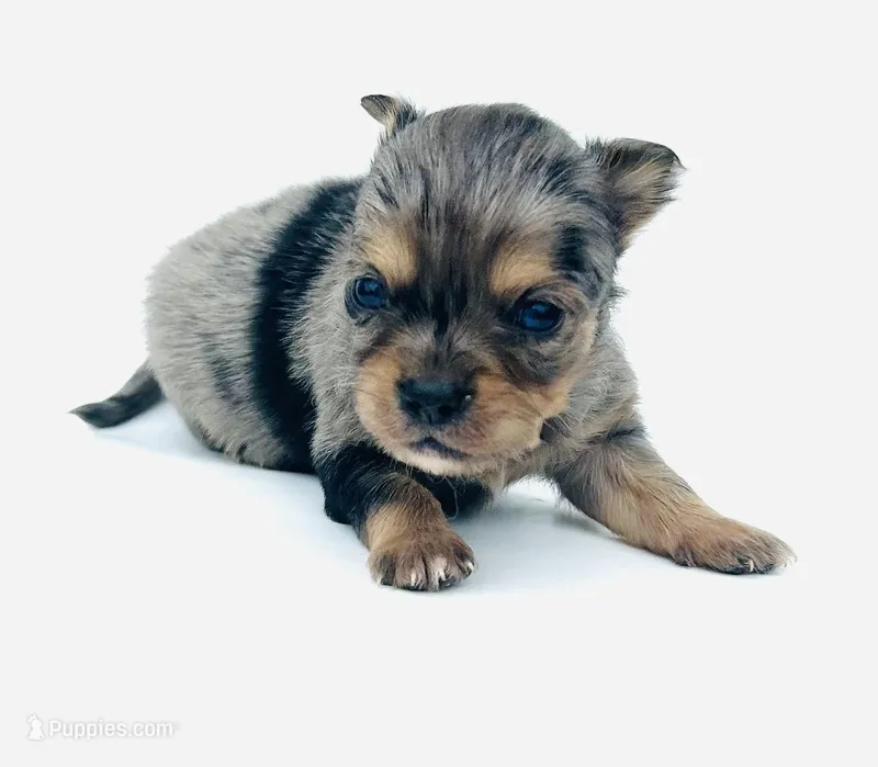 Pooh, a male Chihuahua for sale in Tarboro, NC – Photo 1 of 1