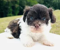 Larry, a male Shihpoo for sale in Tarboro, NC – Photo 2 of 2
