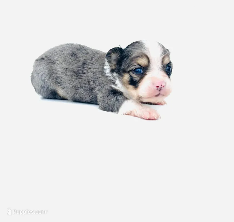 Tigger, a male Chihuahua for sale in Tarboro, NC – Photo 1 of 1