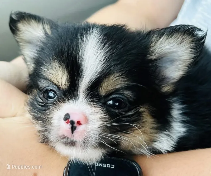 Eeyore – Chihuahua puppy for sale in Tarboro, NC