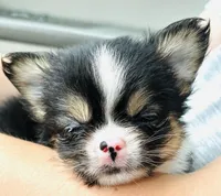 Eeyore, a male Chihuahua for sale in Tarboro, NC – 3 of 3