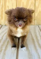 Tate, a female Chihuahua for sale in Tarboro, NC – 2 of 3