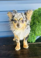 Merlin, a male Chihuahua for sale in Tarboro, NC – 2 of 3