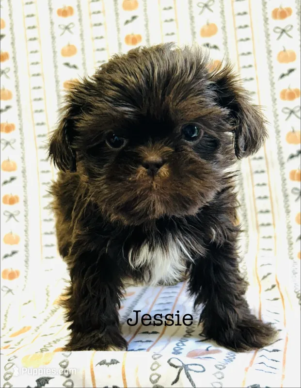 Jessie – Shih Tzu puppy for sale in Tarboro, NC
