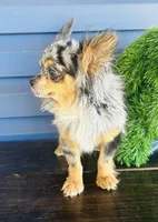 Merlin, a male Chihuahua for sale in Tarboro, NC – 3 of 3