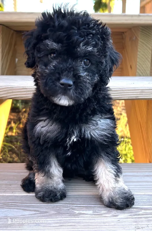 Green – Cockapoo puppy for sale in Tarboro, NC