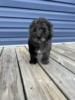 Stocking, a male Cockapoo for sale in Tarboro, NC – Photo 2 of 2