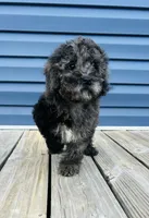 Stocking, a male Cockapoo for sale in Tarboro, NC – Photo 1 of 2