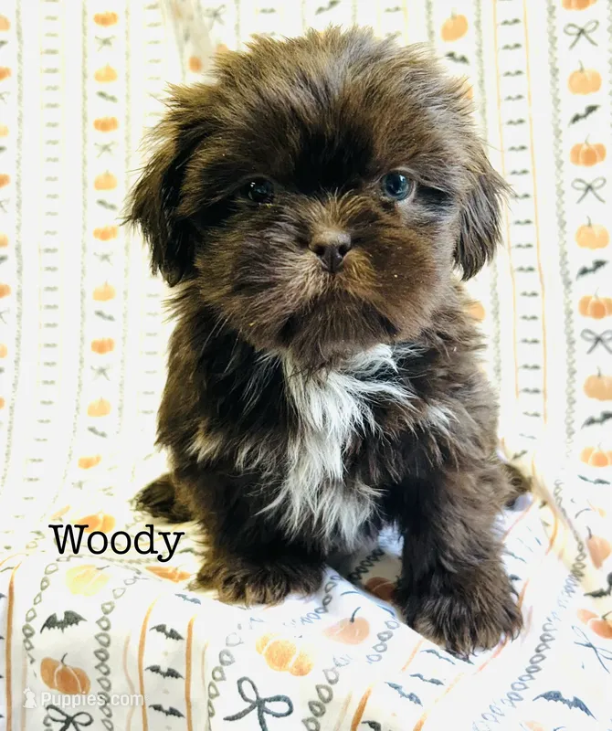 Woody – Shih Tzu puppy for sale in Tarboro, NC