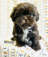 Woody, a male Shih Tzu for sale in Tarboro, NC – 1 of 3