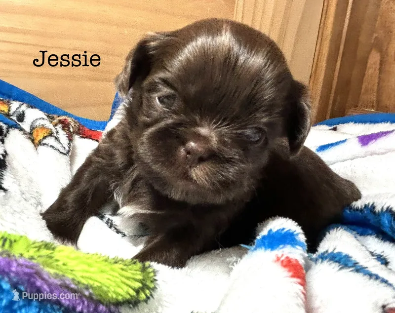 Jessie – Shih Tzu puppy for sale in Tarboro, NC