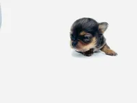 Piglet, a female Chihuahua for sale in Tarboro, NC – Photo 2 of 2