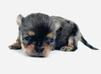 Piglet, a female Chihuahua for sale in Tarboro, NC – Photo 1 of 2