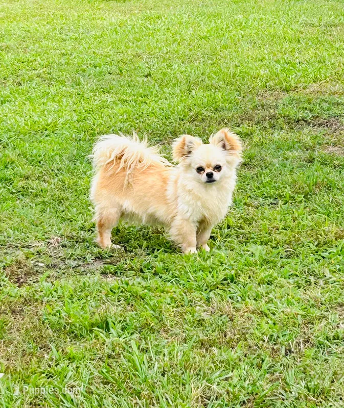 Winnie, a female Chihuahua for sale in Tarboro, NC – 1 of 3