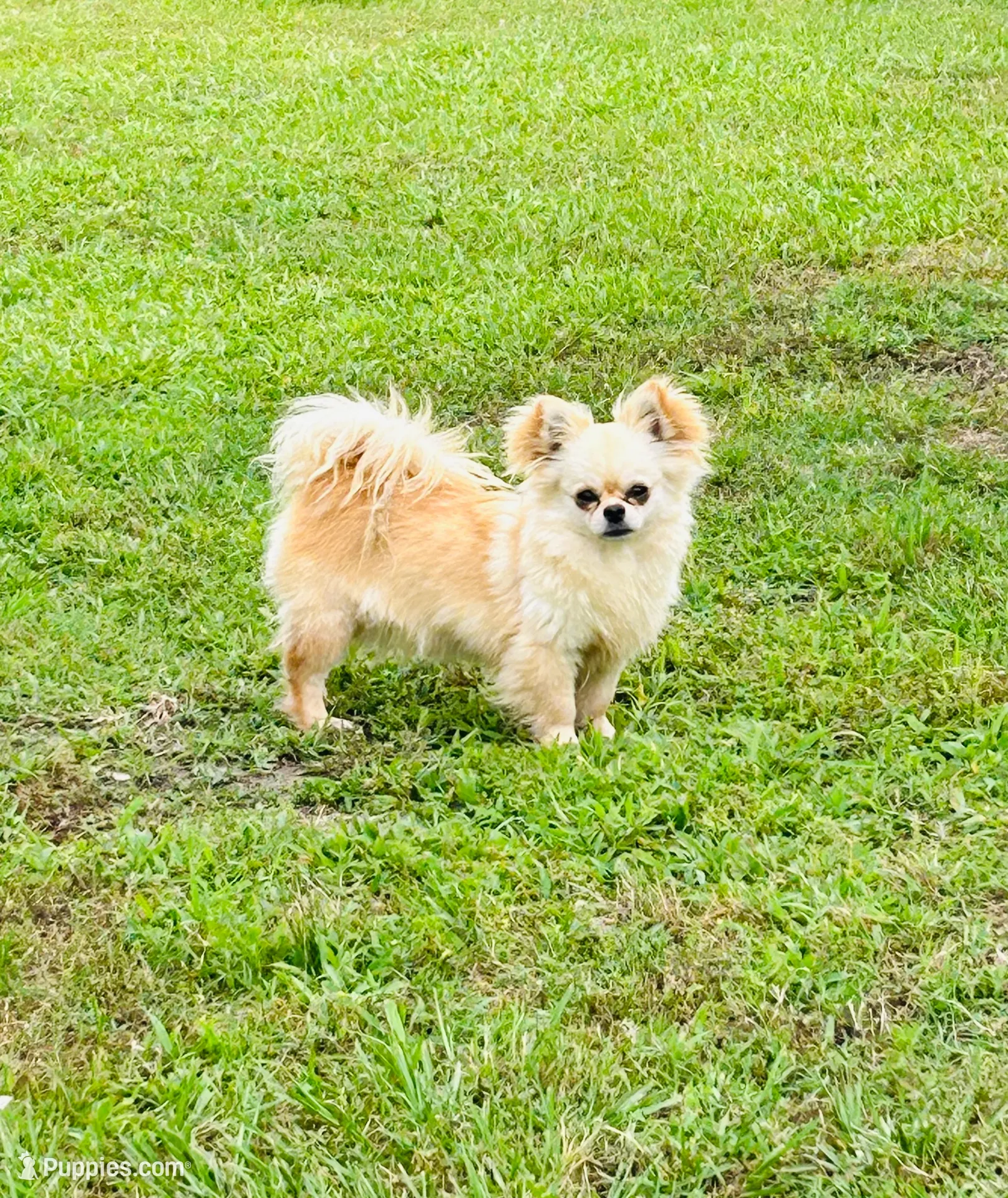 Winnie, a female Chihuahua for sale in Tarboro, NC – 1 of 3