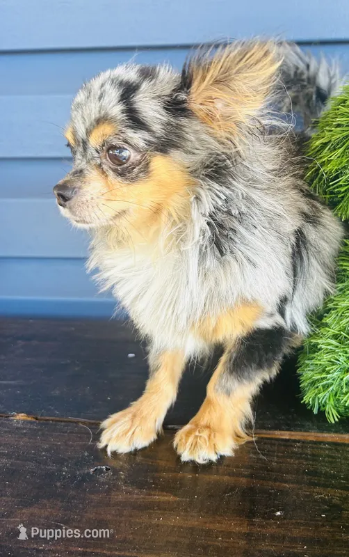 Merlin – Chihuahua puppy for sale in Tarboro, NC