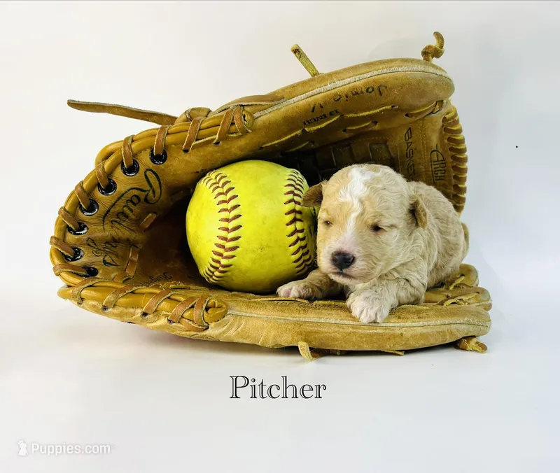 Pitcher