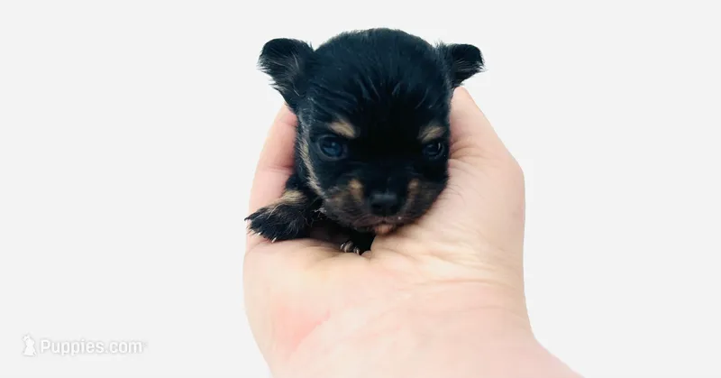 Roo, a female Chihuahua for sale in Tarboro, NC – Photo 1 of 1
