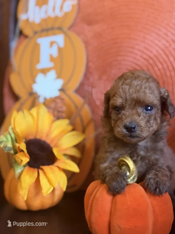 Red miniature female – Miniature Goldendoodle puppy for sale in Stephenville, TX