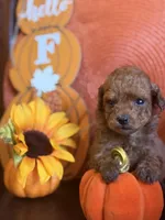 Red miniature female, a female Miniature Goldendoodle for sale in Stephenville, TX – 1 of 4