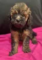 Tri female , a female Goldendoodle for sale in Stephenville, TX – 2 of 2