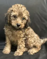 Curly male , a female Goldendoodle for sale in Stephenville, TX – 1 of 2