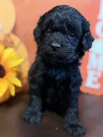 Miniature size males golden doodles , a female Miniature Goldendoodle for sale in Stephenville, TX – 2 of 3