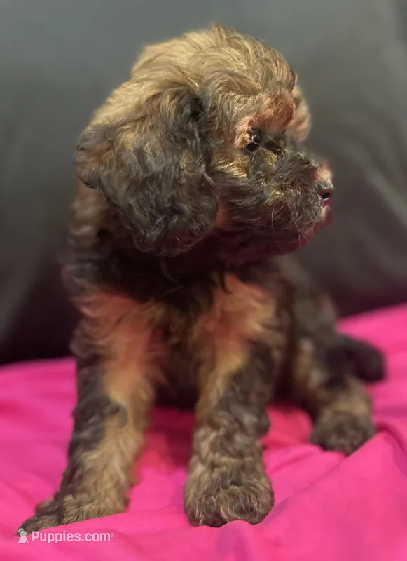 Tri female  – Goldendoodle puppy for sale in Stephenville, TX