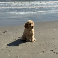Last medium male , a male Goldendoodle for sale in Stephenville, TX – Photo 3 of 3