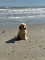 Last medium male , a male Goldendoodle for sale in Stephenville, TX – Photo 3 of 3