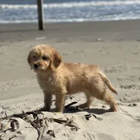 Last medium male , a male Goldendoodle for sale in Stephenville, TX – Photo 1 of 3