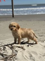 Last medium male , a male Goldendoodle for sale in Stephenville, TX – Photo 1 of 3