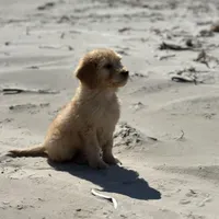 Last medium male , a male Goldendoodle for sale in Stephenville, TX – Photo 2 of 3