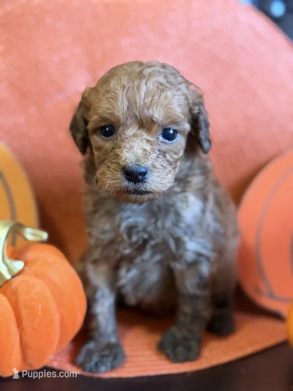 Male miniature golden doodle  – Miniature Goldendoodle puppy for sale in Stephenville, TX
