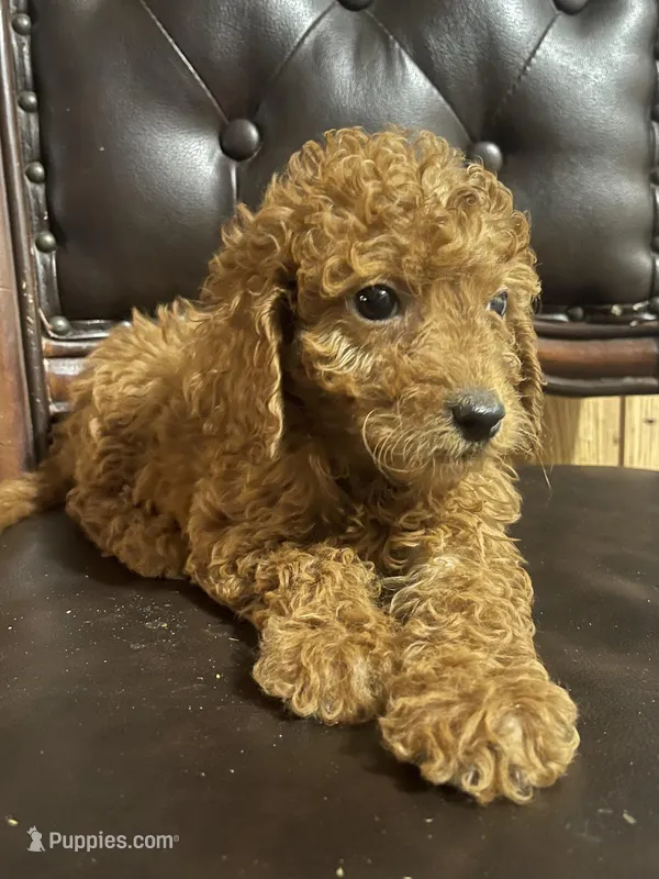 Red female , a female Goldendoodle for sale in Stephenville, TX – Photo 1 of 2