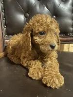 Red female , a female Goldendoodle for sale in Stephenville, TX – Photo 1 of 2