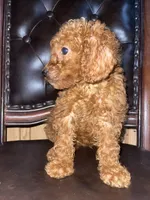 Red female , a female Goldendoodle for sale in Stephenville, TX – Photo 2 of 2