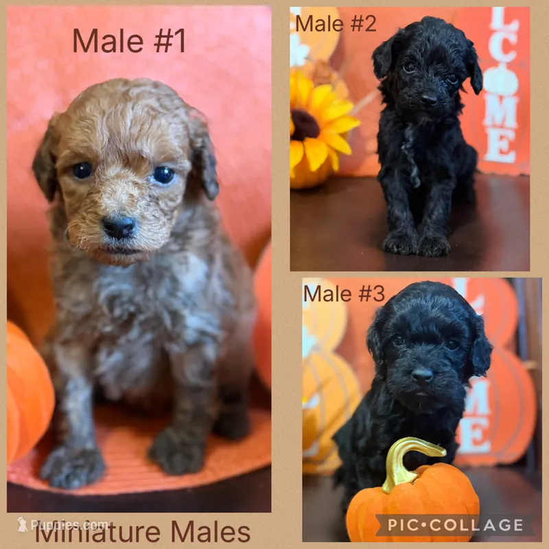 Black male golden doodle  – Miniature Goldendoodle puppy for sale in Stephenville, TX