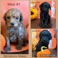 Black male golden doodle , a male Miniature Goldendoodle for sale in Stephenville, TX – 1 of 3