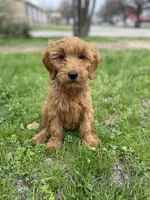 Red female , a female Goldendoodle for sale in Stephenville, TX – Photo 3 of 3