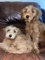 Red female , a female Goldendoodle for sale in Stephenville, TX – Photo 2 of 3