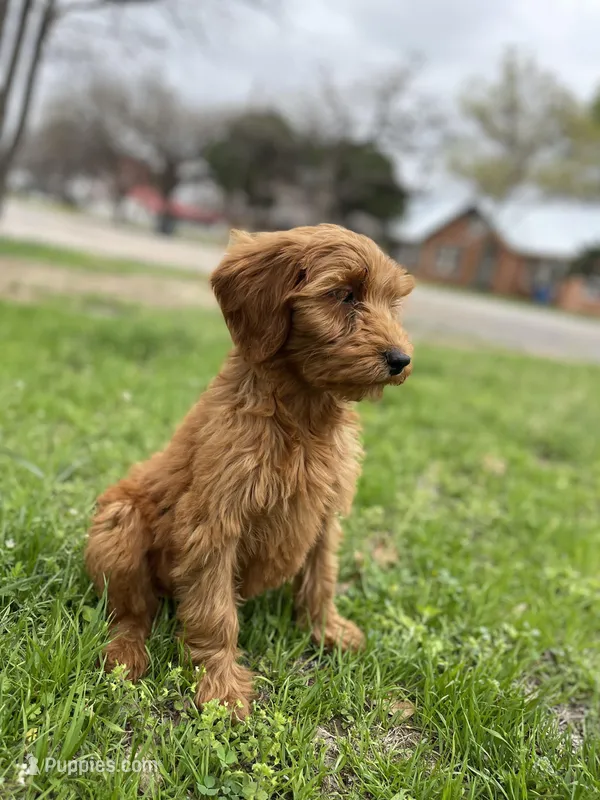 Red female , a female Goldendoodle for sale in Stephenville, TX – Photo 1 of 3