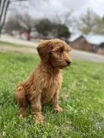 Red female , a female Goldendoodle for sale in Stephenville, TX – Photo 1 of 3