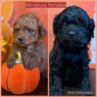 Red miniature female, a female Miniature Goldendoodle for sale in Stephenville, TX – 2 of 4