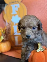Male miniature golden doodle , a male Miniature Goldendoodle for sale in Stephenville, TX – 4 of 5
